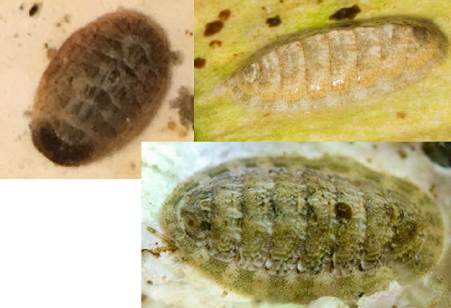 <p>många plattor: 8 dorsala plattor och spikler runt om. Mjukdelen är ej segmenterat, bara skalen. Radula på huvudet. Gälar är ej segmenterade</p>