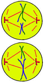 Spindle fibres join poles to equator 
Chromosomes move to equator 