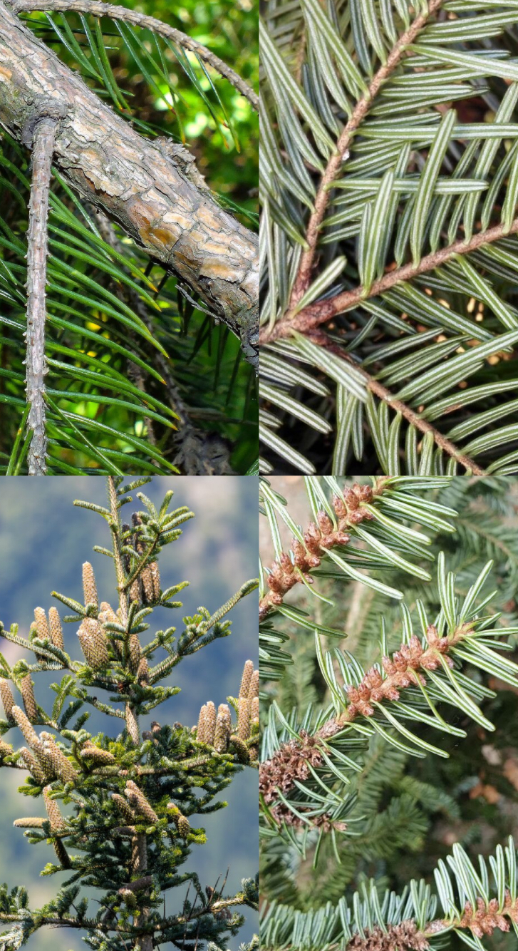 <p><span style="font-family: UICTFontTextStyleItalicBody; font-size: 19px;"><em>Abies alba</em></span></p><p>Aiguille non piquante cône vers le haut épine organisé à plat sur rameau et épine plus clair sur le dessus</p>