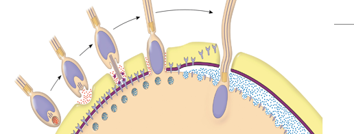 <p>Describe the process illustrated int he picture</p>