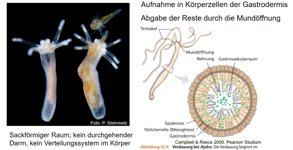 **Verdauung und Verteilung der Nahrung im Gastrovascularraum**

Aufnahme in Körperzellen der Gastrodermis 

Abgabe der Reste durch die Mundöffnung