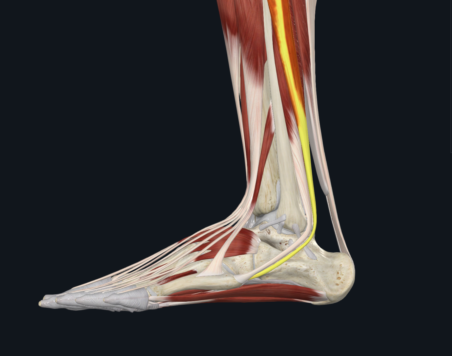 <p>Peroneus (fibularis) longus </p>