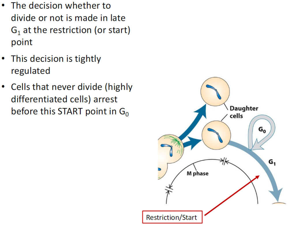 <p><strong>Decision to Divide</strong><br> Occurs in late G1 at the restriction (or START) point<br> Determines whether the cell will continue through the cell cycle or pause</p><p><strong>Regulation</strong><br> Decision is tightly controlled by CDKs, cyclins, and other regulatory factors</p><p><strong>G0 – Non-Dividing Cells</strong><br> Cells that never divide (highly differentiated cells) arrest before the START point<br> Enter G0, a resting phase outside of the normal cell cycle</p>