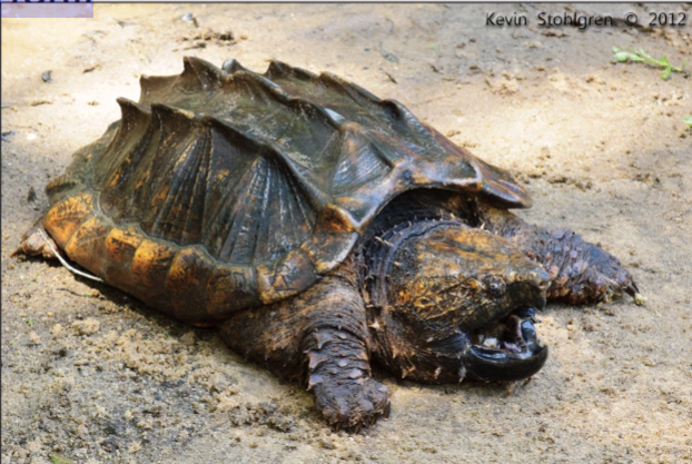 <p><em><span> Macrochelys temminckii</span></em></p>