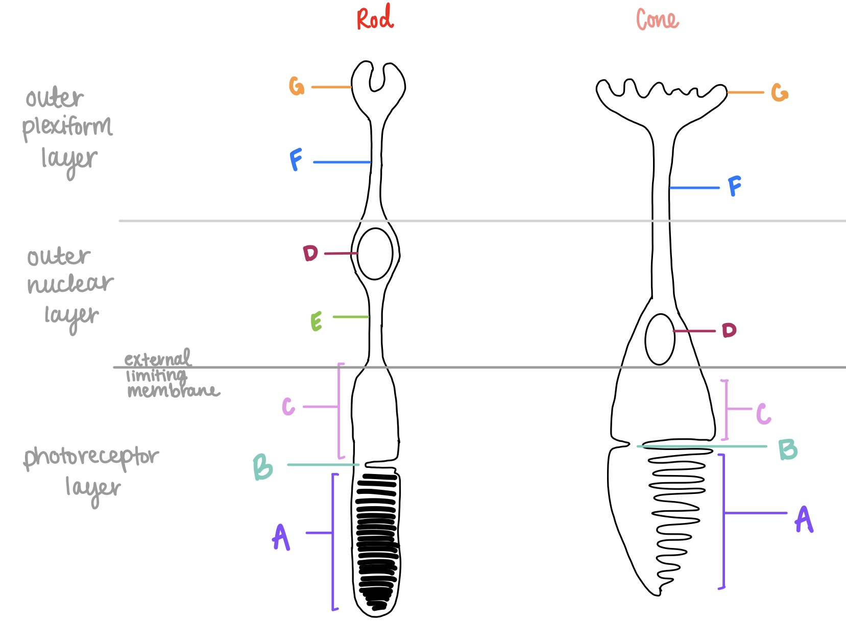 <p>metabolic apparatus for photoreceptors, higher concentration of mitochondria</p><p><strong>C</strong></p>