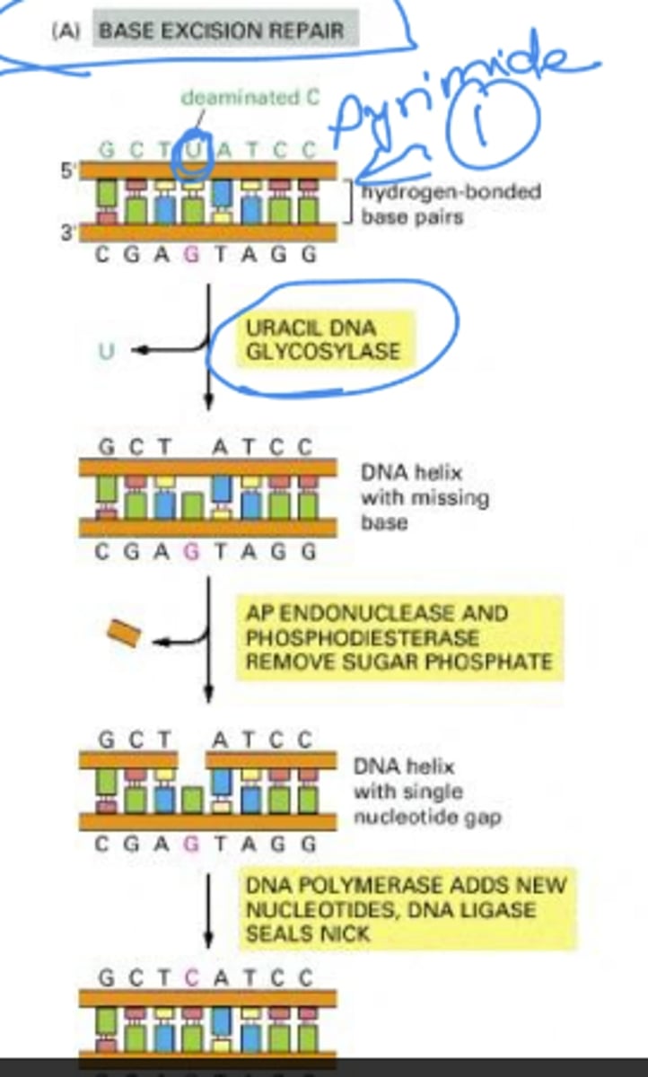 <p>DNA repair that first excises modified bases and then replaces the entire nucleotide. starts with glycosylase</p>