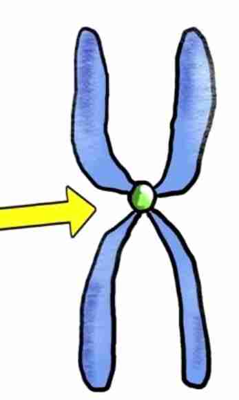<p>it links a pair of sister chromatids together during cell division</p>