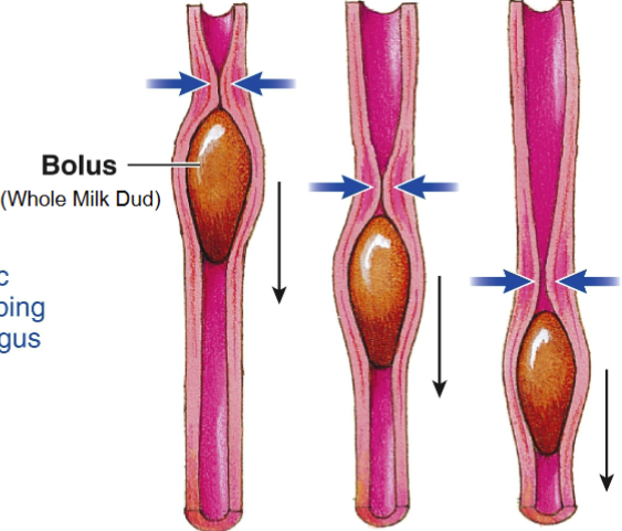 <p>ring-like peristaltic contraction sweeping down the esophagus </p>