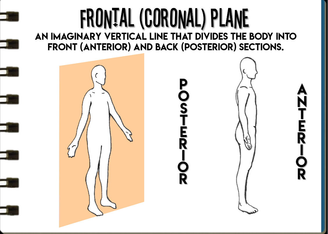 <p>Divides body into front and back</p>