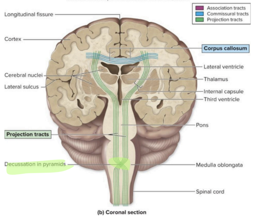 <p>Cerebral White Matter - P<strong>rojection tracts (</strong>Decussate = contralateralization)</p>