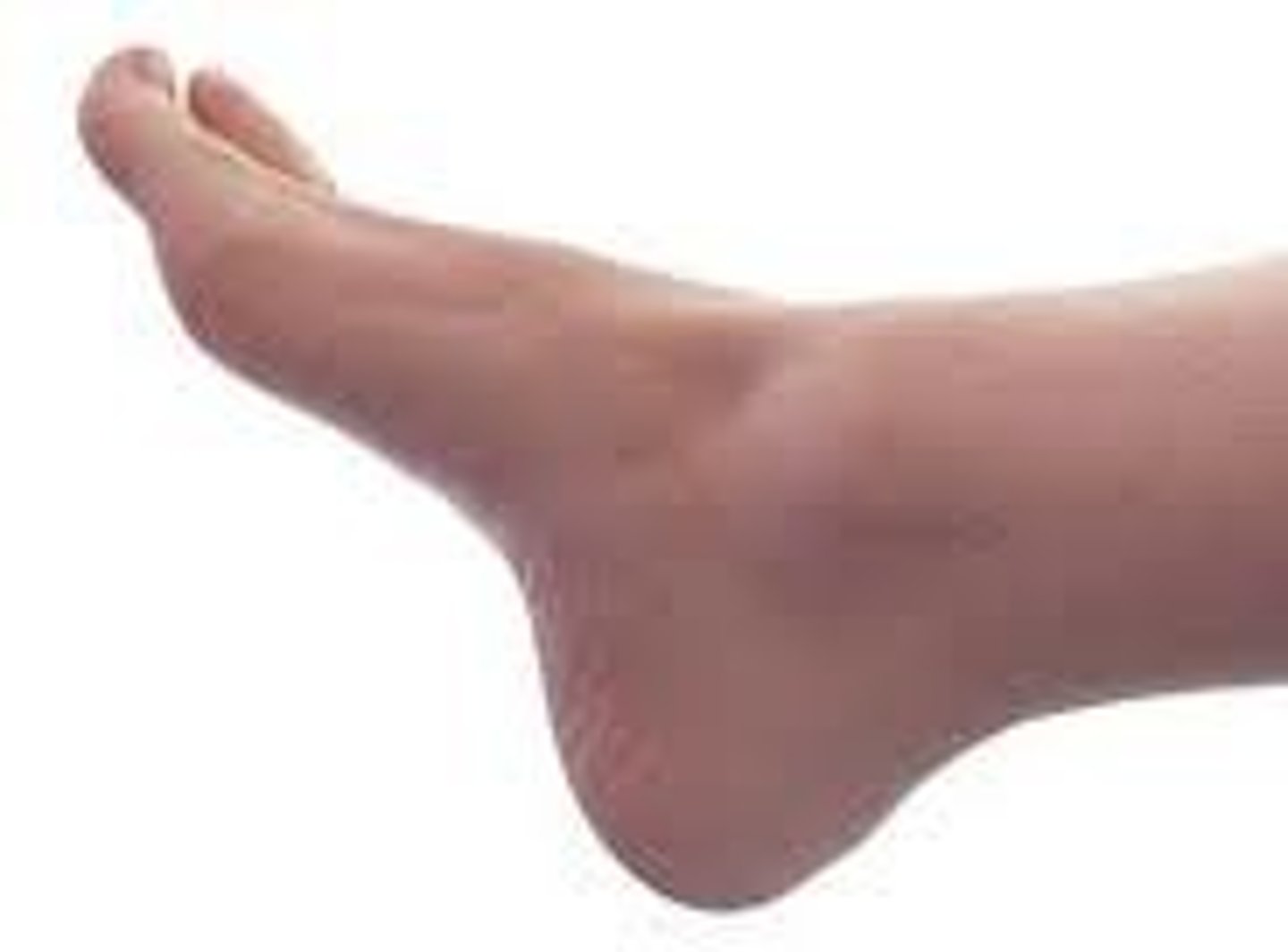 <p>the foot/pedal subregions</p>
