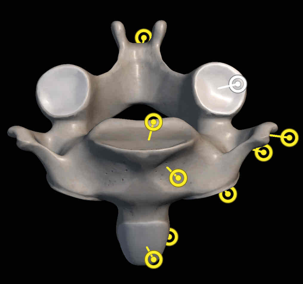 <p>Name this structure on axis</p>