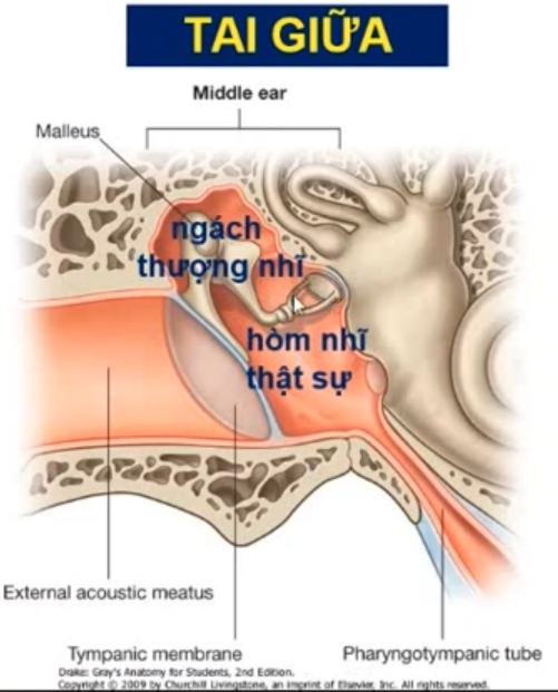 <p>Hòm nhĩ thuộc xương nào ? </p><p>Hòm nhĩ có 2 phần nào ? </p>