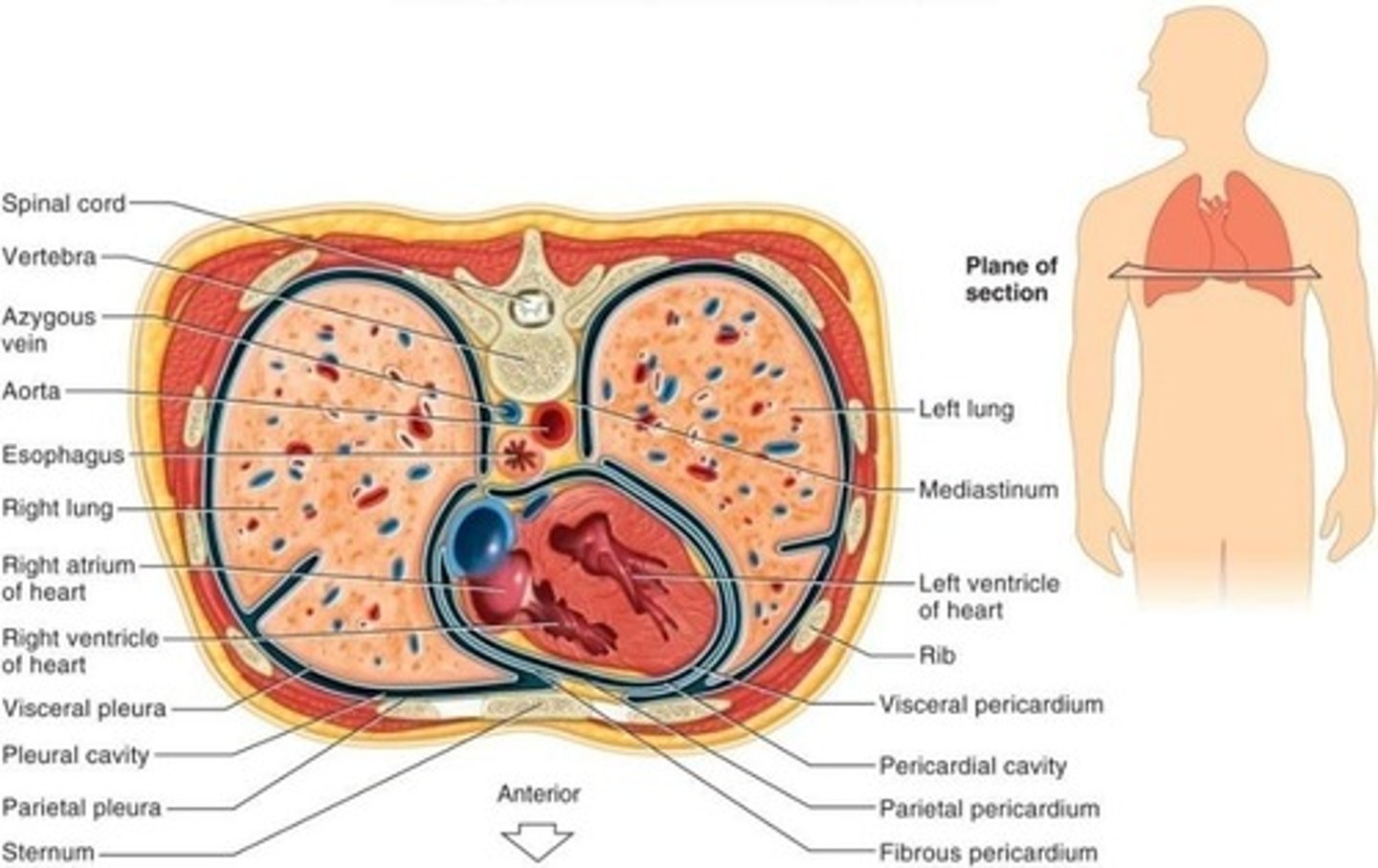 <p>Lungs and thoracic viscera.</p>