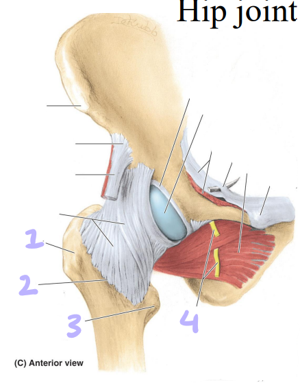 <p>identify structures 1-4</p>