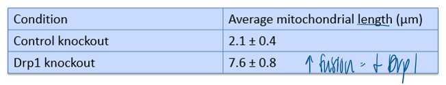 <p>mito constantly undergo fusion and fission, processes regulated by the gtoases Drp1 and Mfn1/2. A researcher knocks down Drp1 in cultured cells and stains mito wiht a fluorescent dye. the average mito length was measured from confocal micrographs. based on the data, which conclusion is best supported?&nbsp;&nbsp;</p>