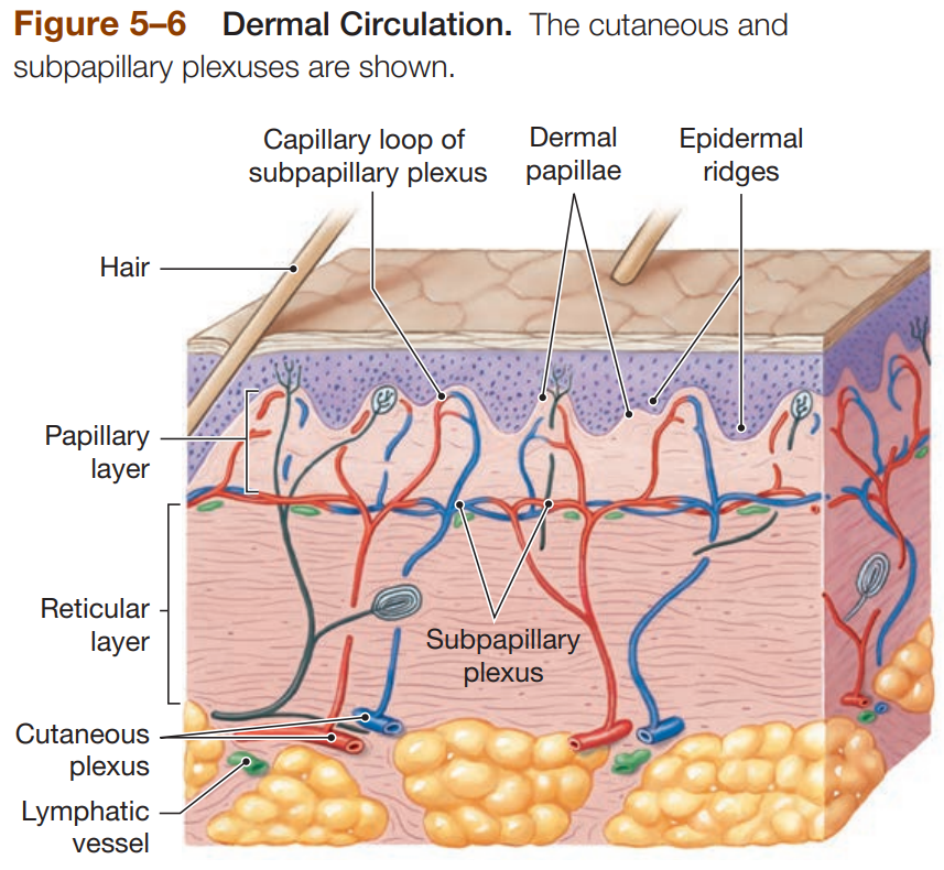 <p>Cutaneous Plexus - network of arteries along reticular layer</p><p>Subpapillary Plexus - capillary network arising from small arteries in papillary layer</p><p>Venous Plexus - capillary return deep to papillary plexus</p><p>Contusion - damage to blood vessels resulting in blood leaking into dermis, leaving bruising</p>