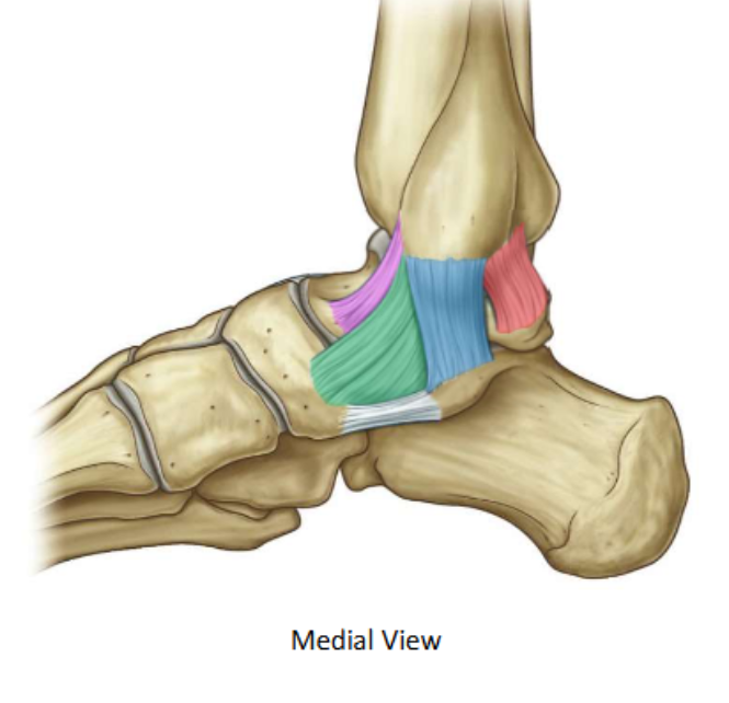 <p>Posterior tibiotalar</p>