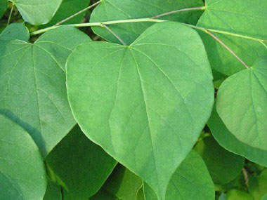 <p><u>Cercis occidentalis</u> / <u>C. canadensis</u>, Fabaceae</p>