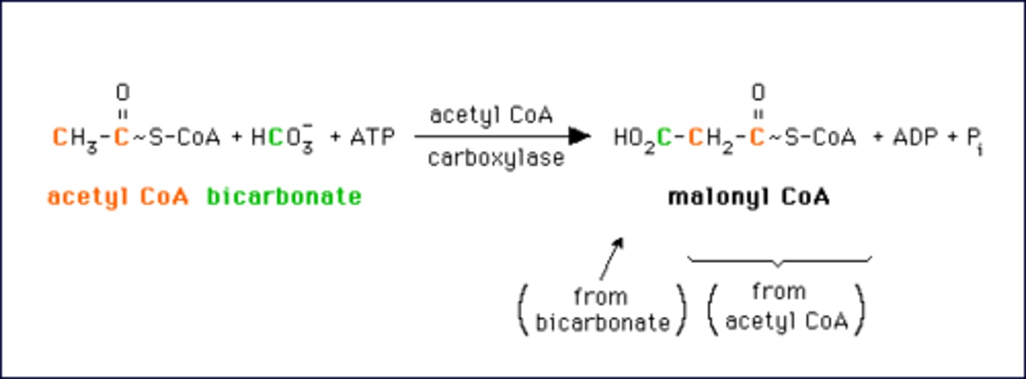 <p>True. The product of Acetyl-CoA Carboxylase is the Malonyl-CoA that will be used in Fatty Acid Synthesis.</p><p>Struggling to memorize the metabolic pathways (such as glycolysis and beta-oxidation)? Learn them like the back of your hand using Andrew's Metabolic Pathways Mastery Course @ https://mcatselfprep.com/course/andrews-metabolic-pathways-mastery-course/</p>