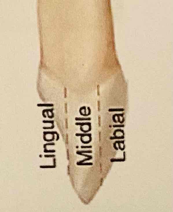 <p>Wat zijn de drie delen als je de tandkroon van een snijtand verticaal indeelt langs de zijkant?</p>