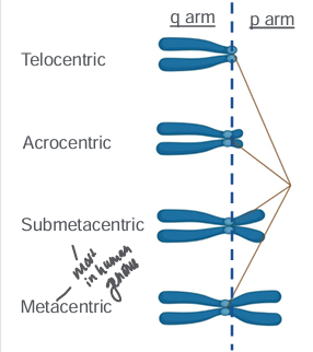 <p>-chromosomes can be described by relative position of centromere</p><p>-no telocentric chromosomes in human genome</p><p>-p arms of metacentric and submetacentric chromosomes contain critical coding DNA that loss of a q arm would be non-viable</p><p>-**there are 5 human acrocentric chromosomes: 13, 14, 15, 21, and 22</p><p>-p arms of all 5 contain ribosomal DNA which is repetitive and redundant, which means it can be tolerated if lost</p><p>-homology between these 5 chromosomes means that they can result in translocations resulting in a single chromosome containing two q arms- called <strong>Robertsonian translocation</strong></p>