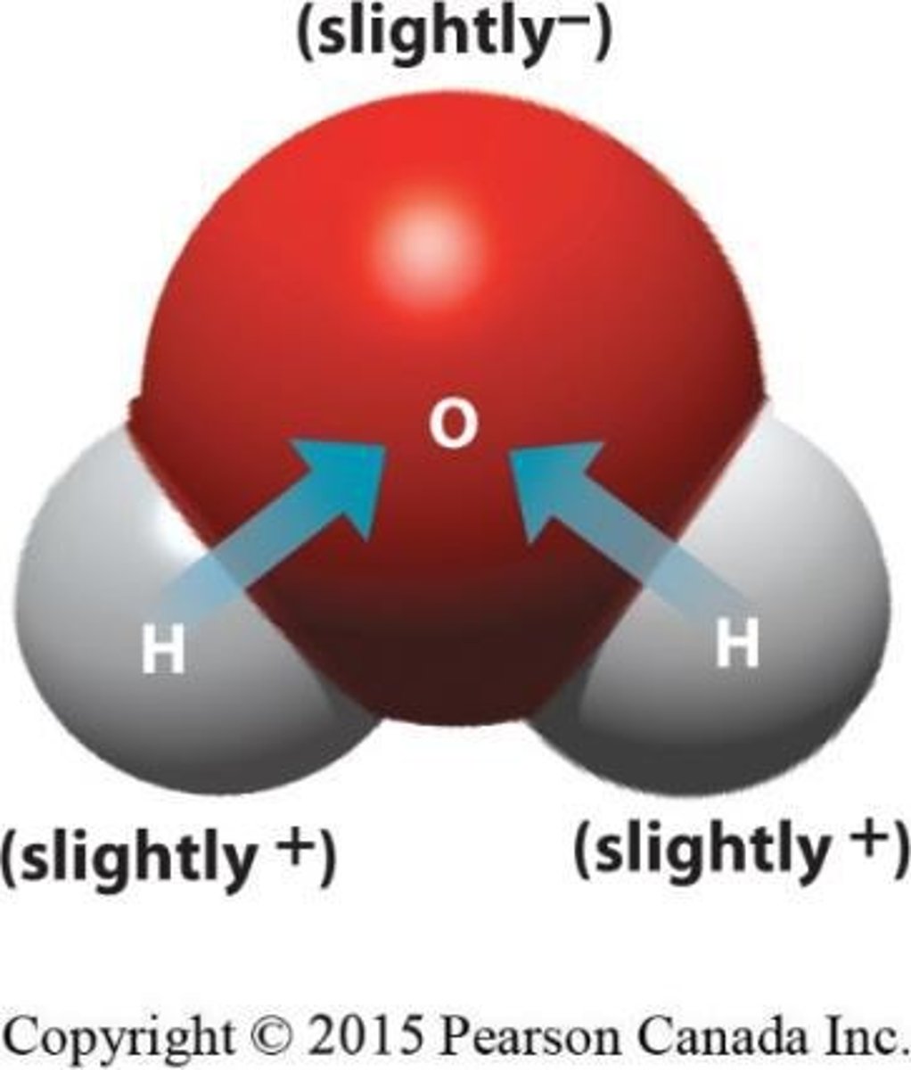 <p>A polar bond, where electrons are shared with oxygen.</p>