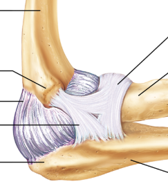 <p>Find the radial collateral ligament.</p>
