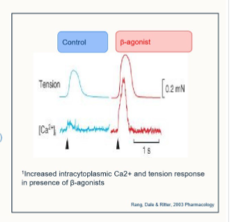 <p>Positive inotropes:</p><ul><li><p>phosphorylation of Ca2+ channels</p></li><li><p>faster calcium re-uptake</p></li><li><p>sensitisation of troponin C to calcium</p></li><li><p><strong>increased contractility</strong></p></li></ul><p></p>