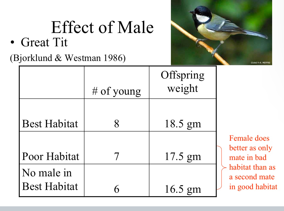 <p>Few mating opps</p><p>Females dispersed</p><p>Female Voles clump when food clumps</p><p>Female voles disperse when food disperses</p><p>When clumped males follow females and are not monogamous as greater opp to mate</p><p>When disperses males follow females and are monogamous as less opp to mate</p><p>Females respond to resources, males respond to females</p><p>Biparental care esp. valuable S2&gt;&gt;&gt;S1</p><p>Ex. Seabirds</p><p>Female female aggression</p><p>Ex WOLVES</p><p>Alpha female receives male care and attention</p><p>Limits p for male</p>
