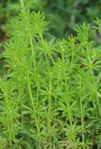 <p><em>Galium spp.</em></p>