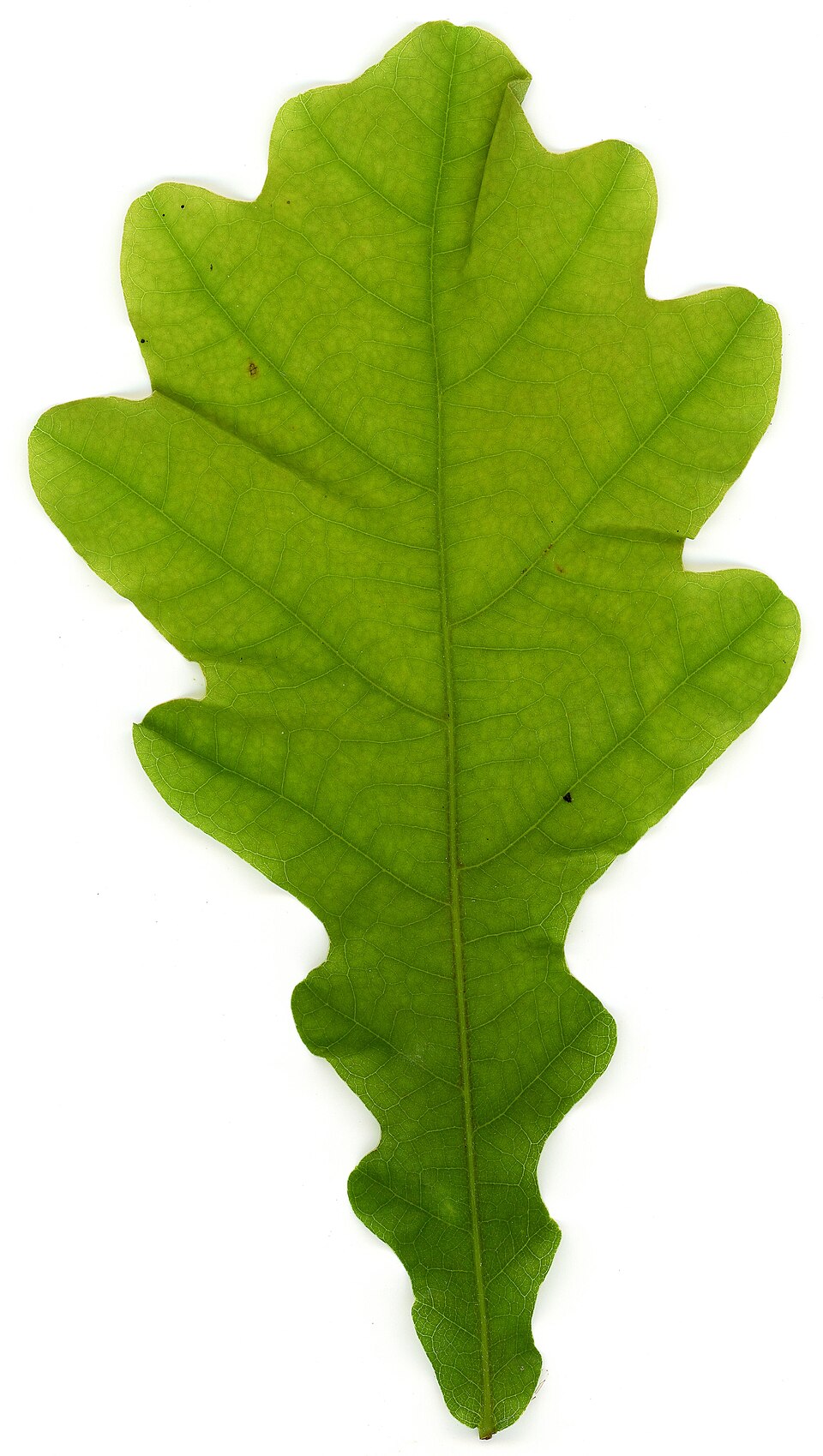 <p>Whose leaf is this?</p>