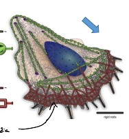 <p>The region where actin filaments can slide past each other, allowing for muscle contraction and relaxation. The stress fibers and cortex.</p>