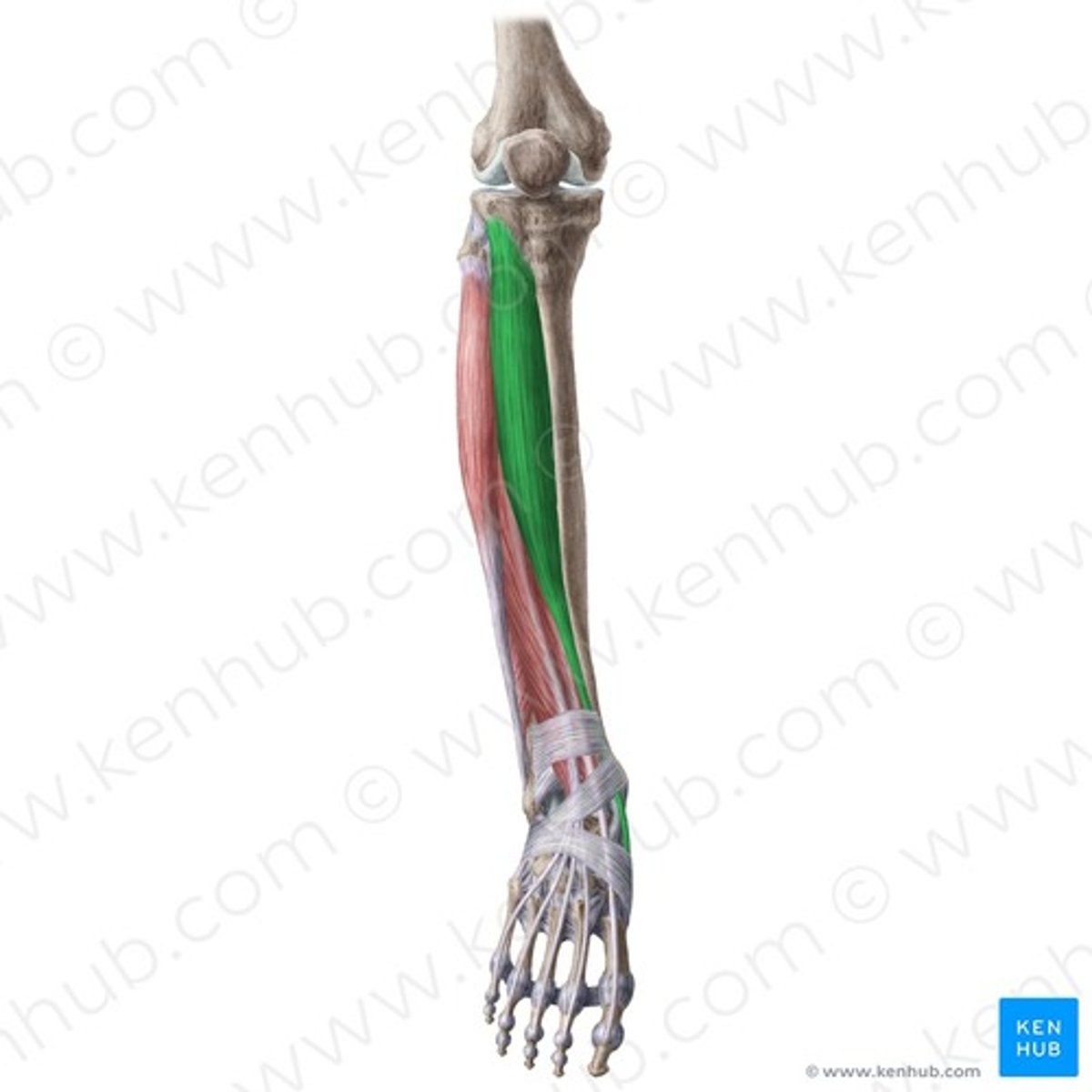 <p>ligt lateraal van de margo anterior</p><p>O: condylus lateralis + bovenste derde van</p><p>de facies lateralis (tibia), op de membrana interossea en fascia curris</p><p>V: onder retinaculum extensorum; kruist eerst margo anterior van de tibia</p><p>I: os cuneiforme mediale + basis eerste metatarsaal</p><p>W:</p><p>voet beweeglijk tov onderbeen (openketen): dorsiflexie + inversie - adductie « Voet sleept niet bij gaan »</p><p>stand (gesloten keten) onderbeen naar ventraal voetrug brengen</p><p>Inn: N. fibularis profundus (L4-L5)</p>
