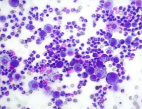 <p>What does this image show?</p>