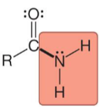 <p>Identify this structure:</p>