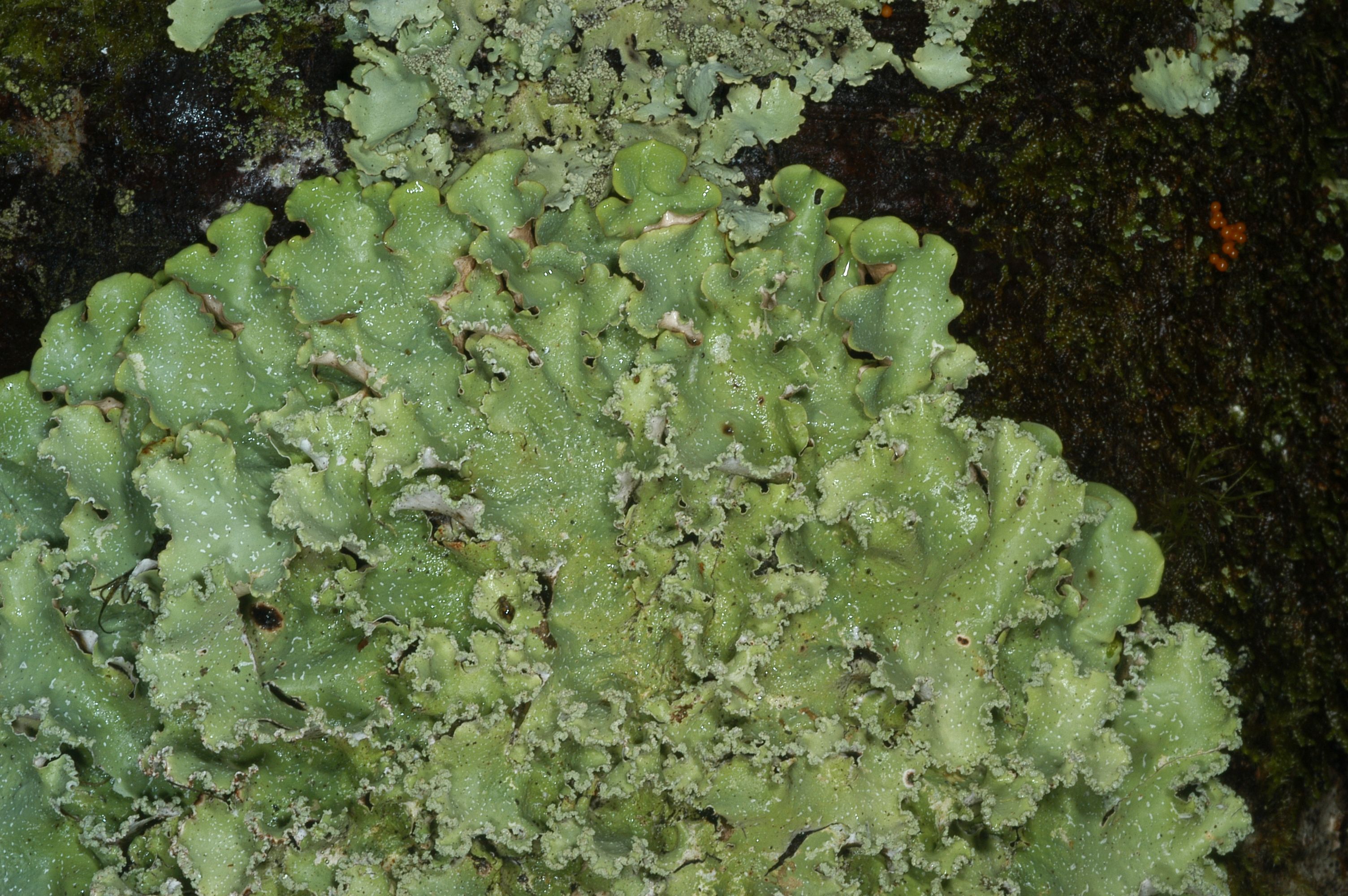 <p>salade</p>
