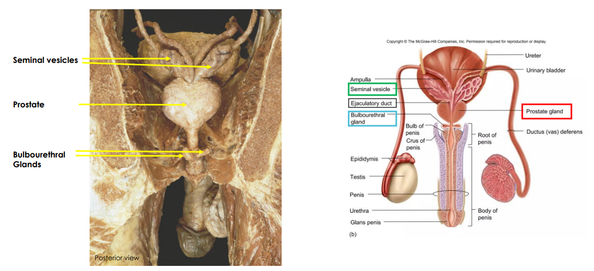<p>Accessory Glands Cadaveric Image</p>