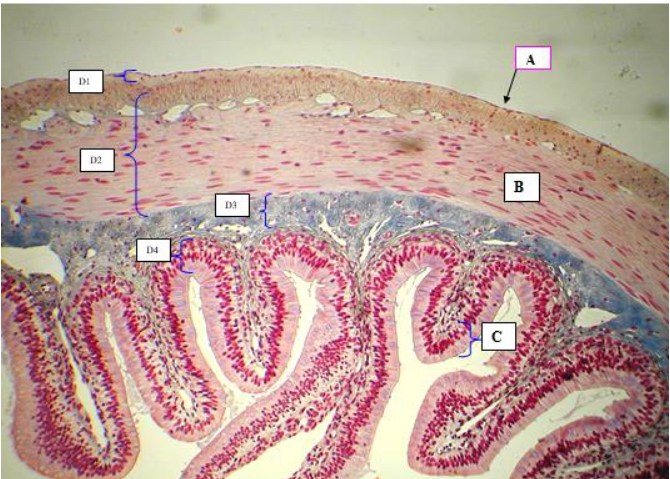 <p>What tissue type is letter B?</p>