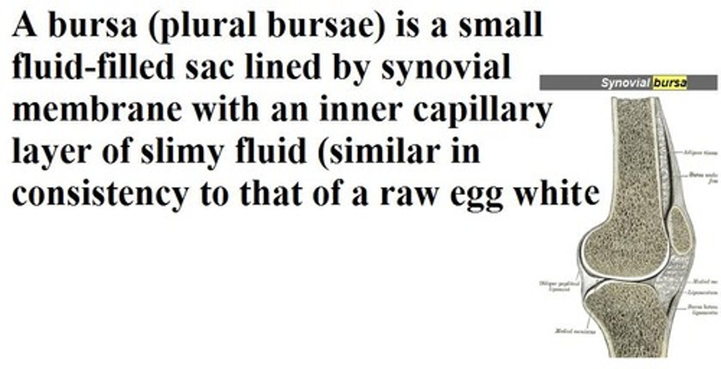 <p>bursa</p>