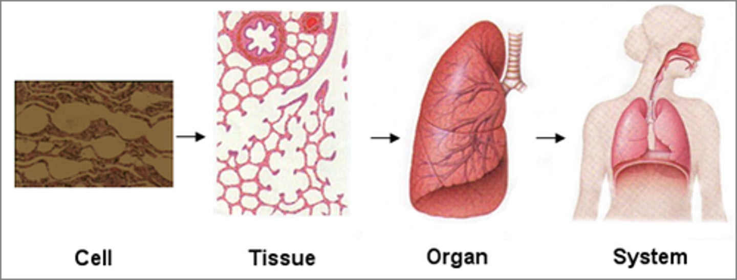 <p>Hierarchy: cell → tissue → organ → system --&gt; organism.</p>