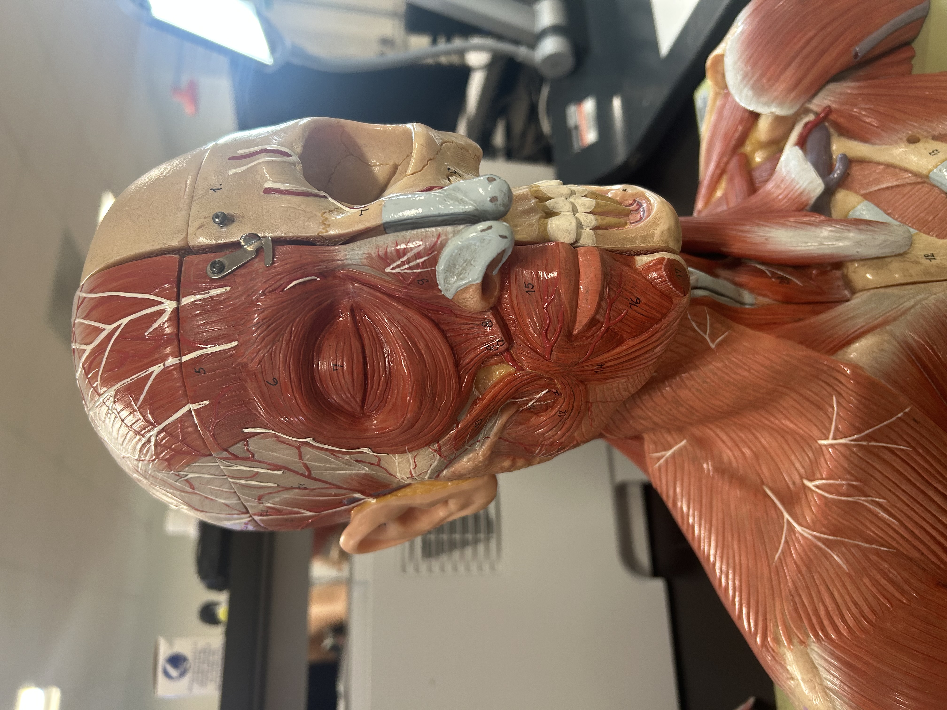 <p>What is the function of muscle 5?</p>
