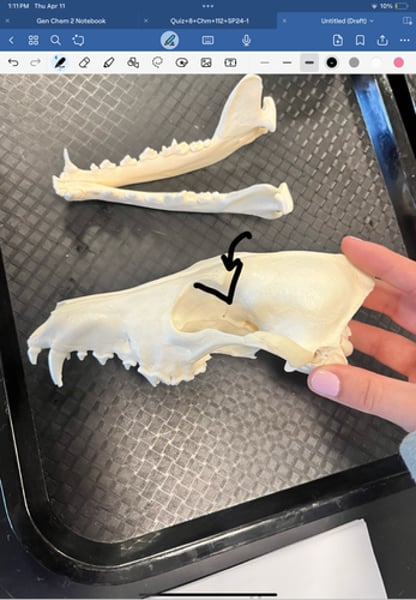 <p>attachment points for anterior temporalis muscle</p>