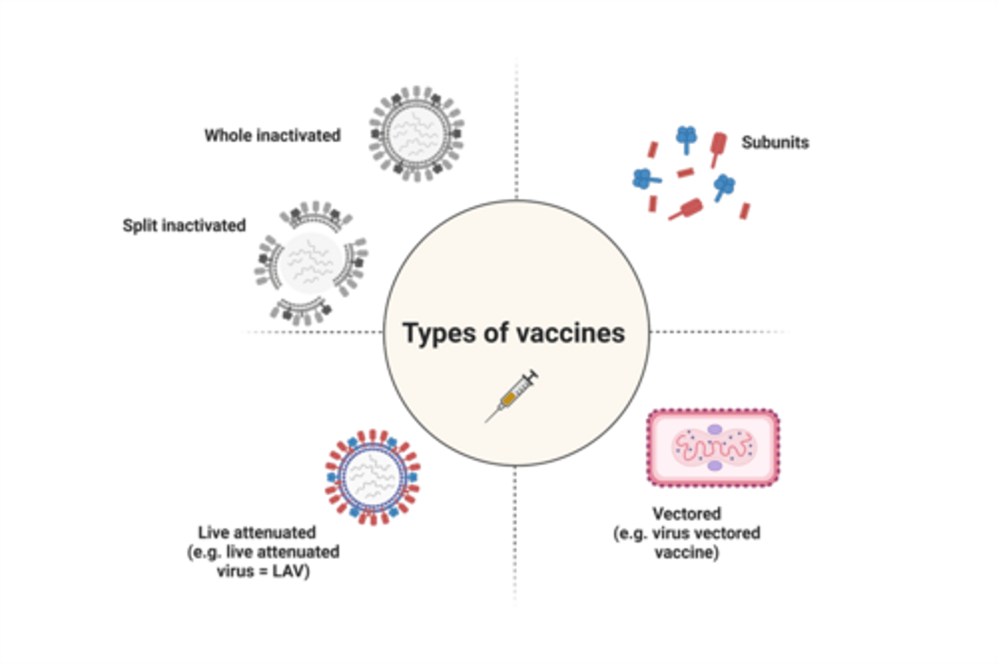 <p>- Live non-attenuated/attenuated virus (LAV)</p><p>- Inactivated/killed (can be whole virus or split)</p><p>- Subunit</p><p>- Vectored</p><p>- Nucleic acid</p>