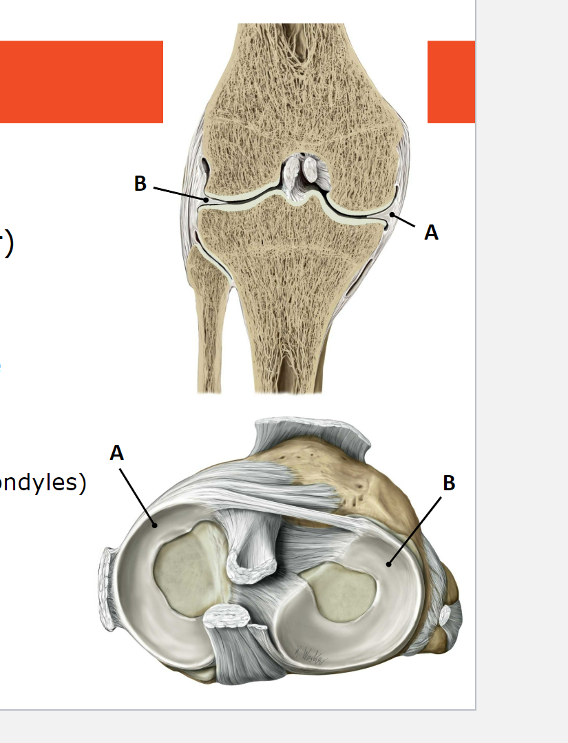 <p>What is menisci? What are the 2 menisci shown? What is their function?</p>
