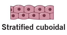 <p>location of stratified cuboidal</p>