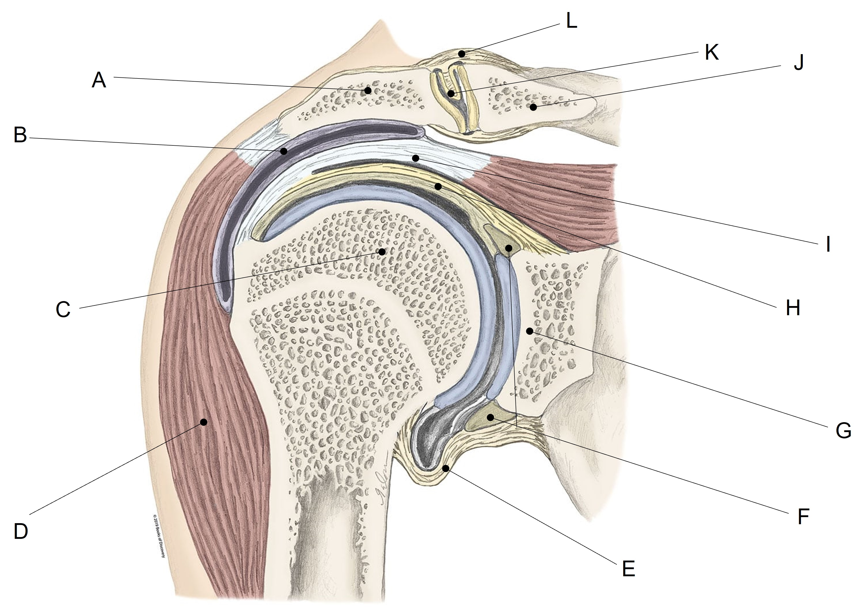 <p>Match the appropriate term with the landmark or structure identified in the picture below. Answers are used once and there are incorrect choices.</p>