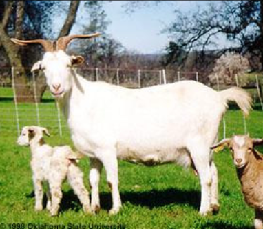 <p>Kiko</p><p></p><p><strong>Origin</strong>: New Zealand</p><p><strong>Color</strong>: All colors are possible, but white is common (dominant)</p><p><strong>Ears</strong>: Short ears</p><p><strong>Horns</strong>: Horned</p><p><strong>Traits:</strong> Meat-Production selected for survivability and weight gain in mountain conditions&nbsp;</p>