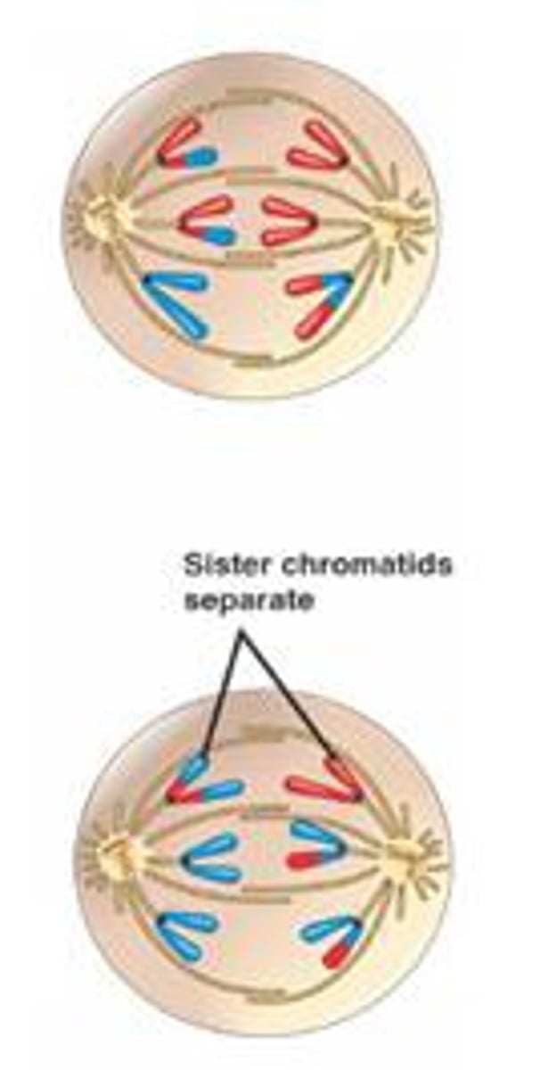 <p>- Sister chromatids separate and chromosomes move toward opposite poles</p>