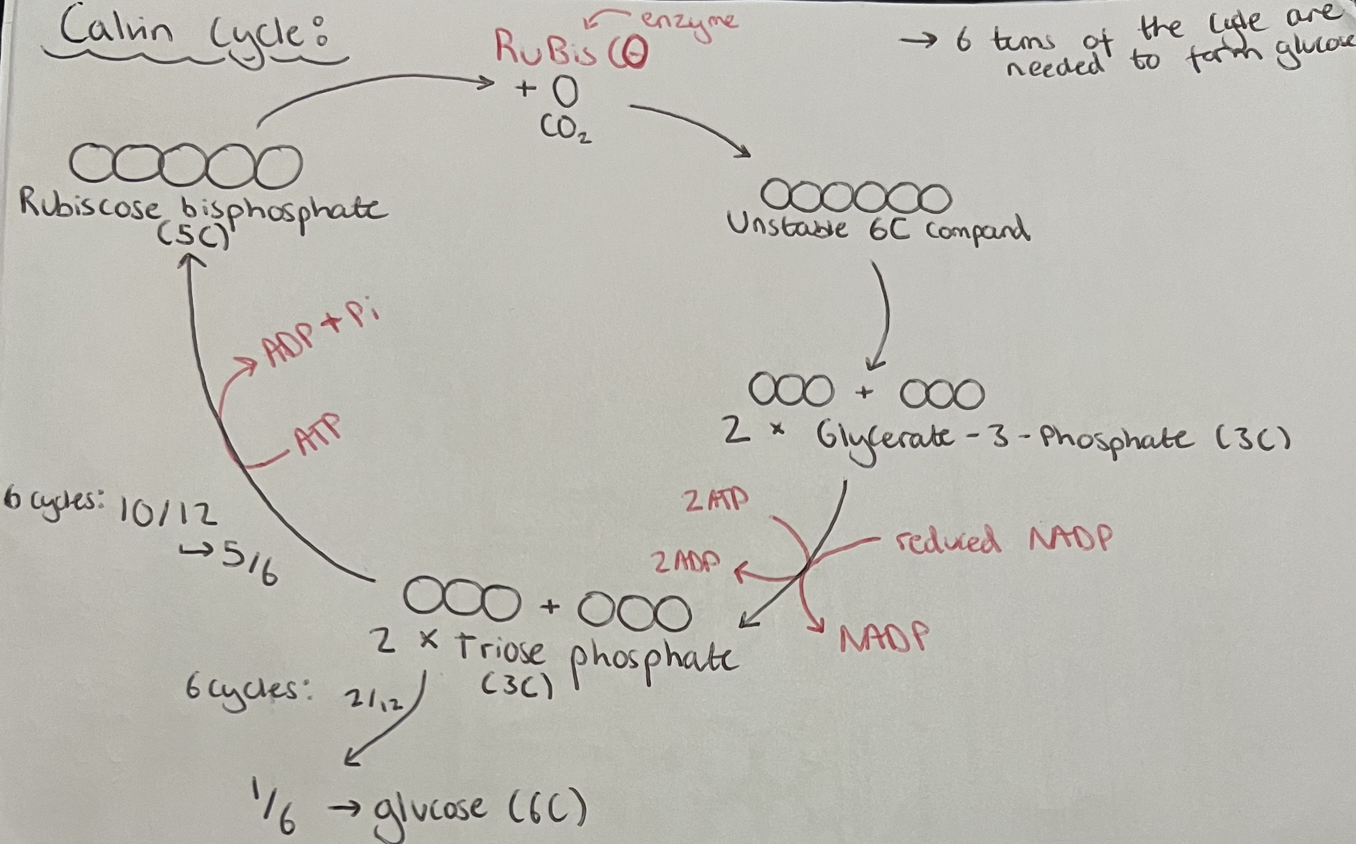 knowt flashcard image